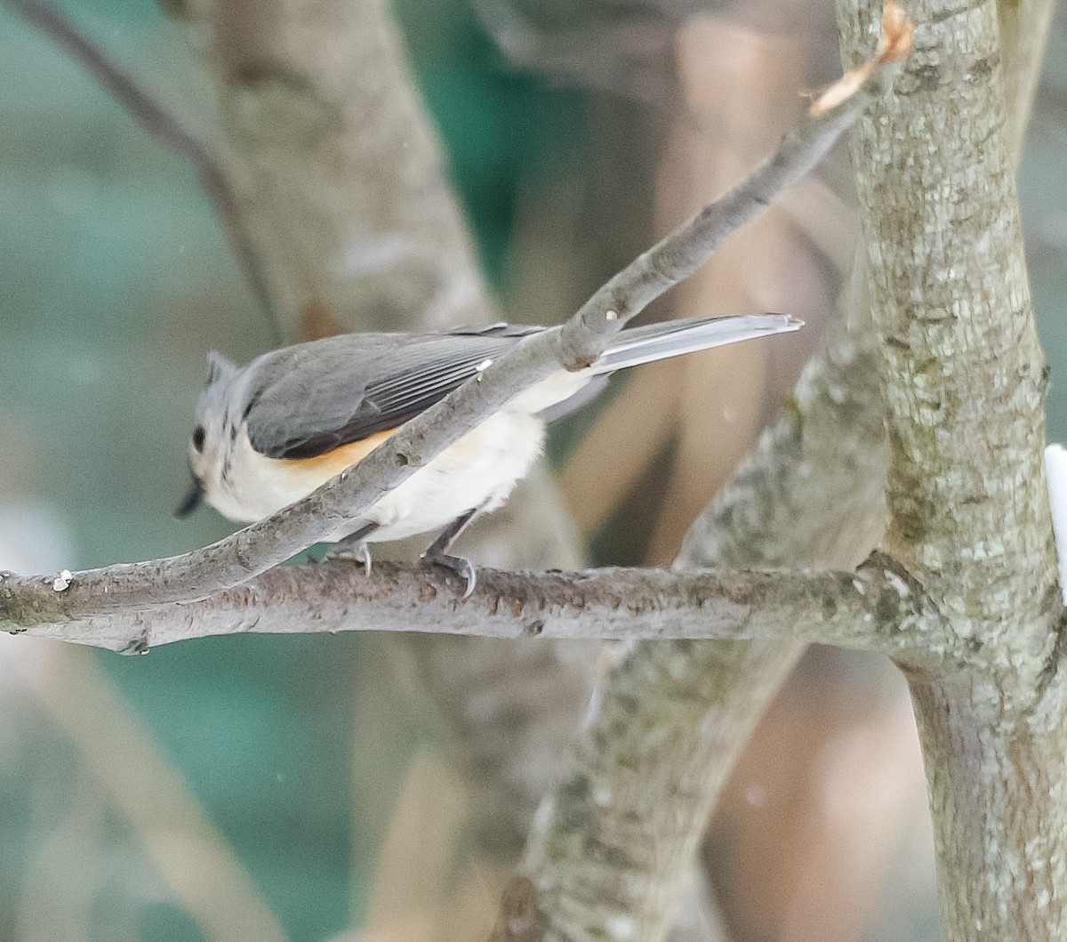 sýkora rezavoboká - ML646921684