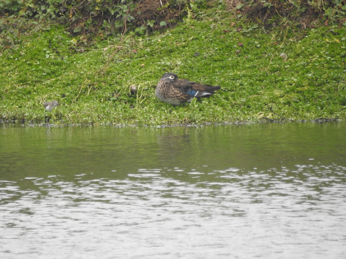 Wood Duck - ML646921687