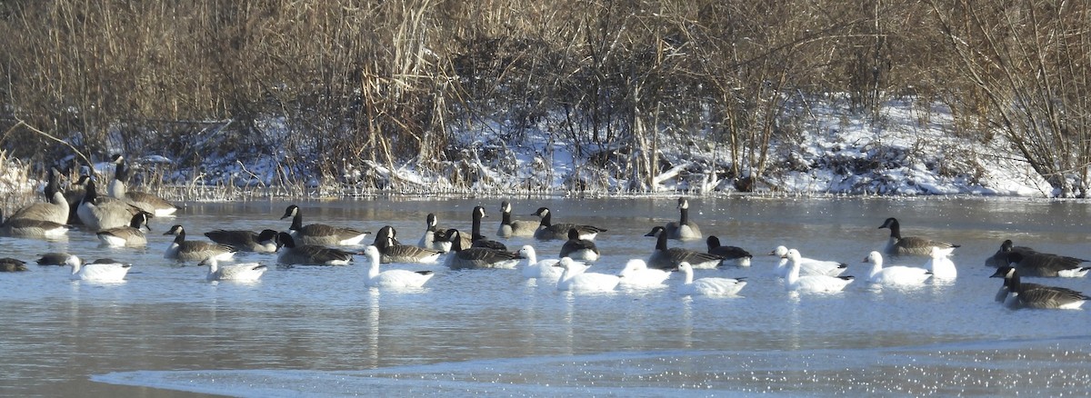 Oie des neiges - ML646921704