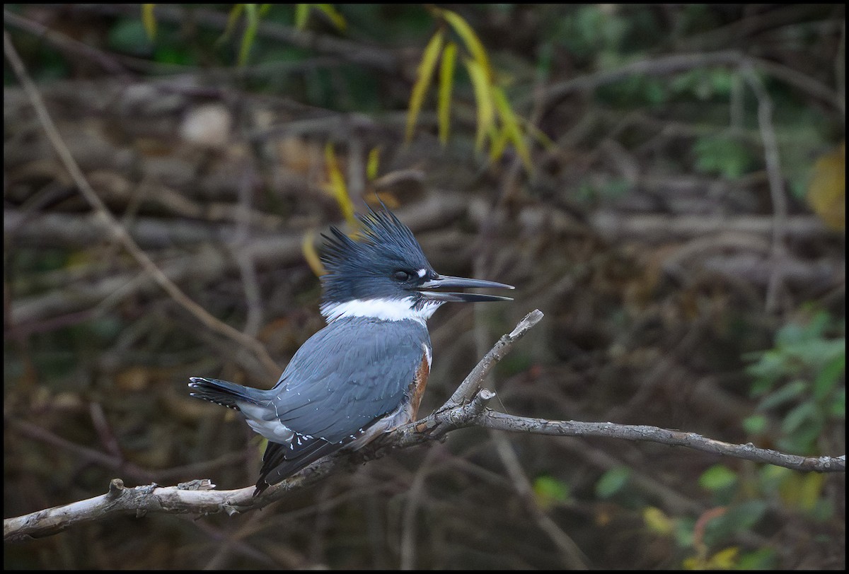 rybařík pruhoprsý - ML646921707
