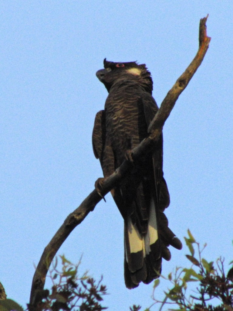 Какатоїс евкаліптовий - ML646921712