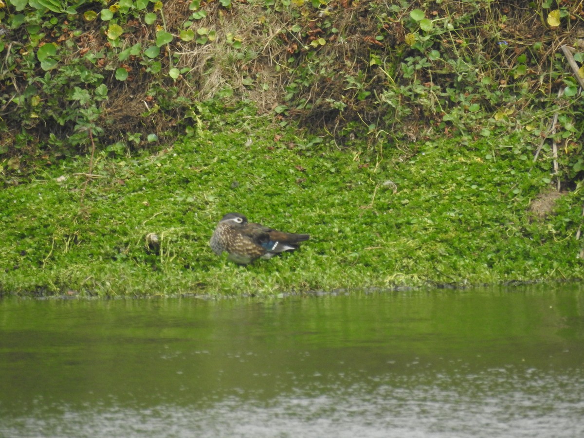 Wood Duck - ML646921718