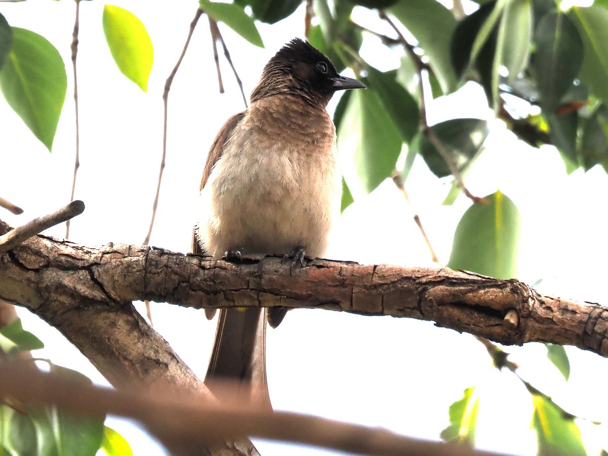 Common Bulbul - ML646921721