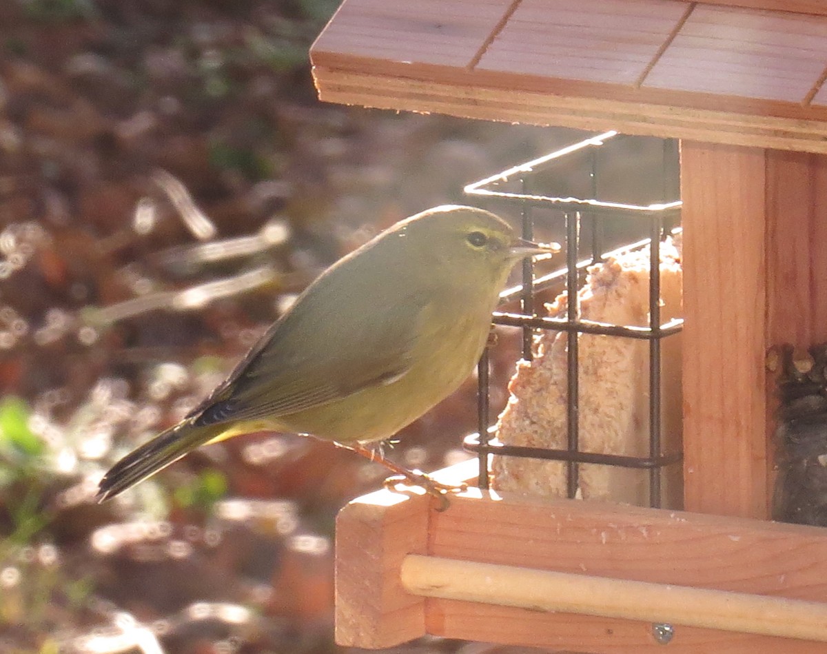Orange-crowned Warbler - ML646921725
