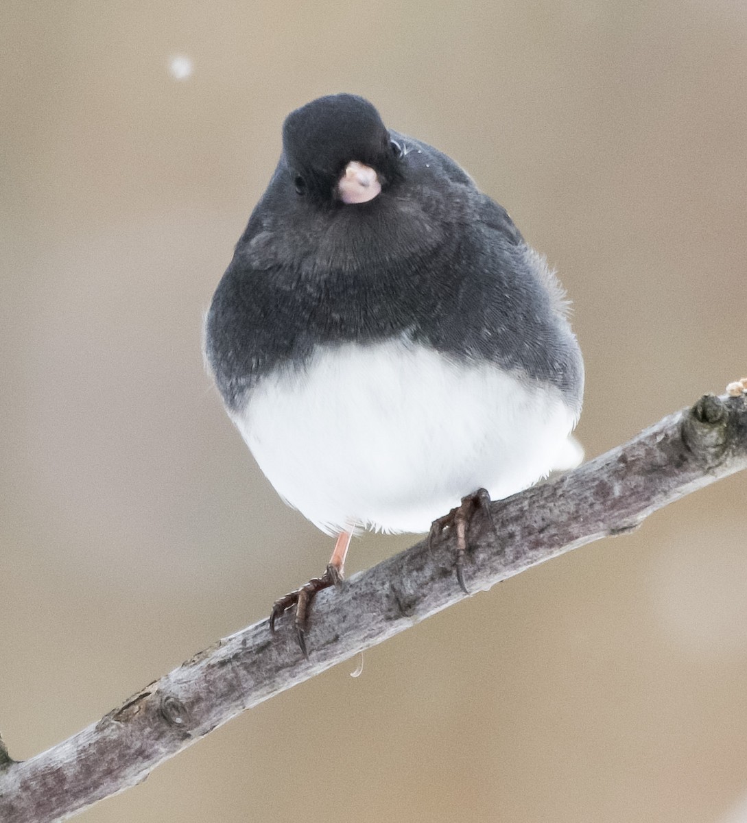 strnadec zimní - ML646921727