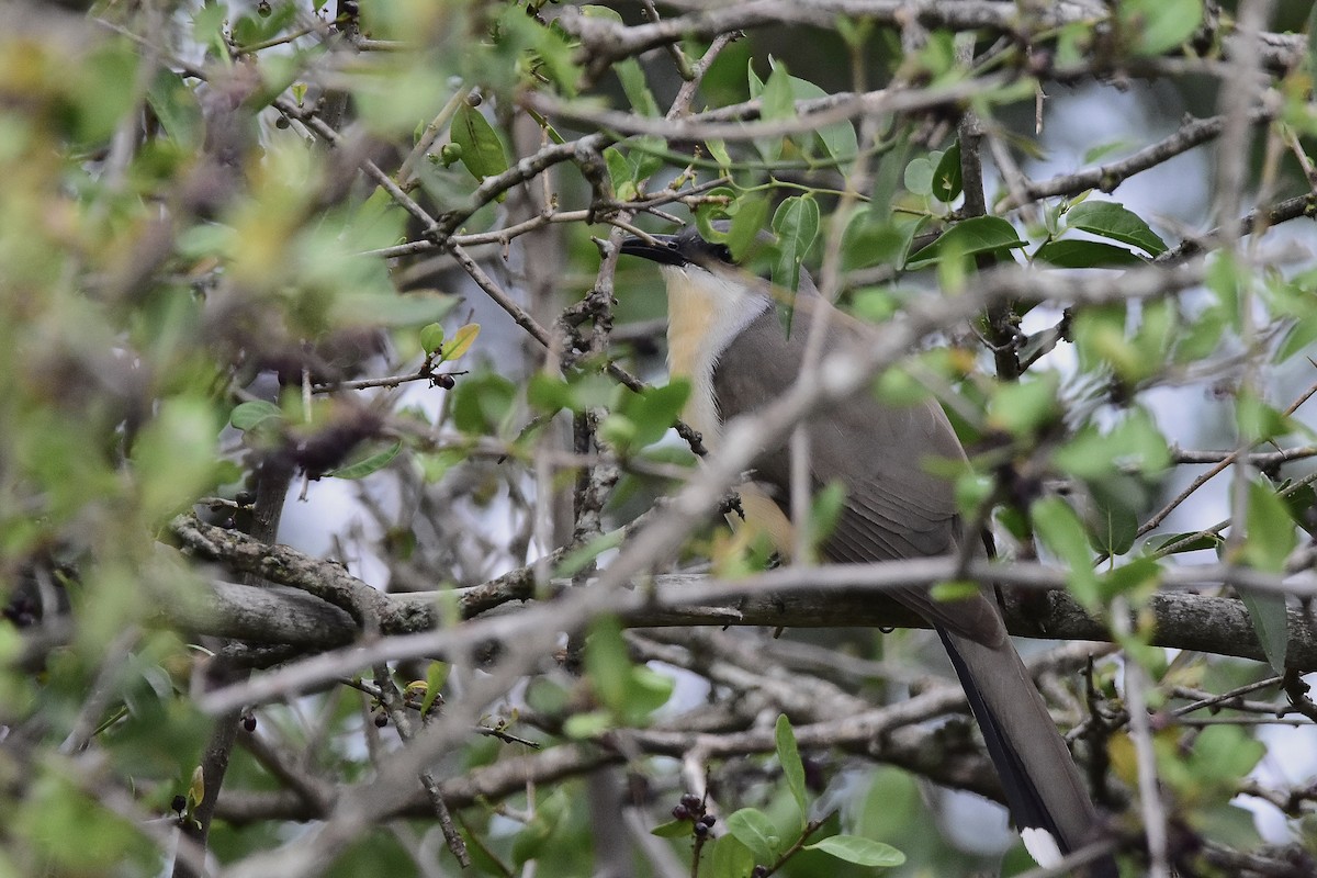 Галапагосская пиайя - ML646921728