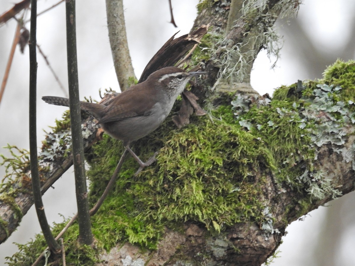 Troglodyte de Bewick - ML646921729