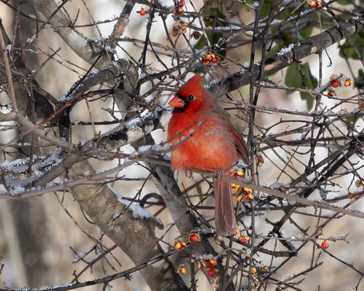 Красный кардинал - ML646921738