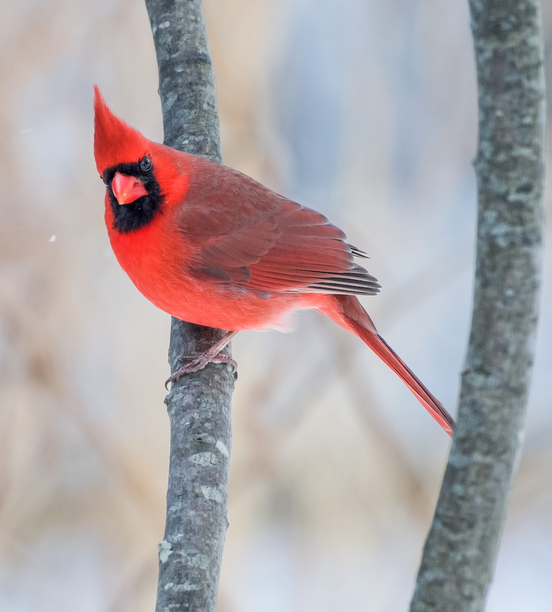 kardinál červený - ML646921739