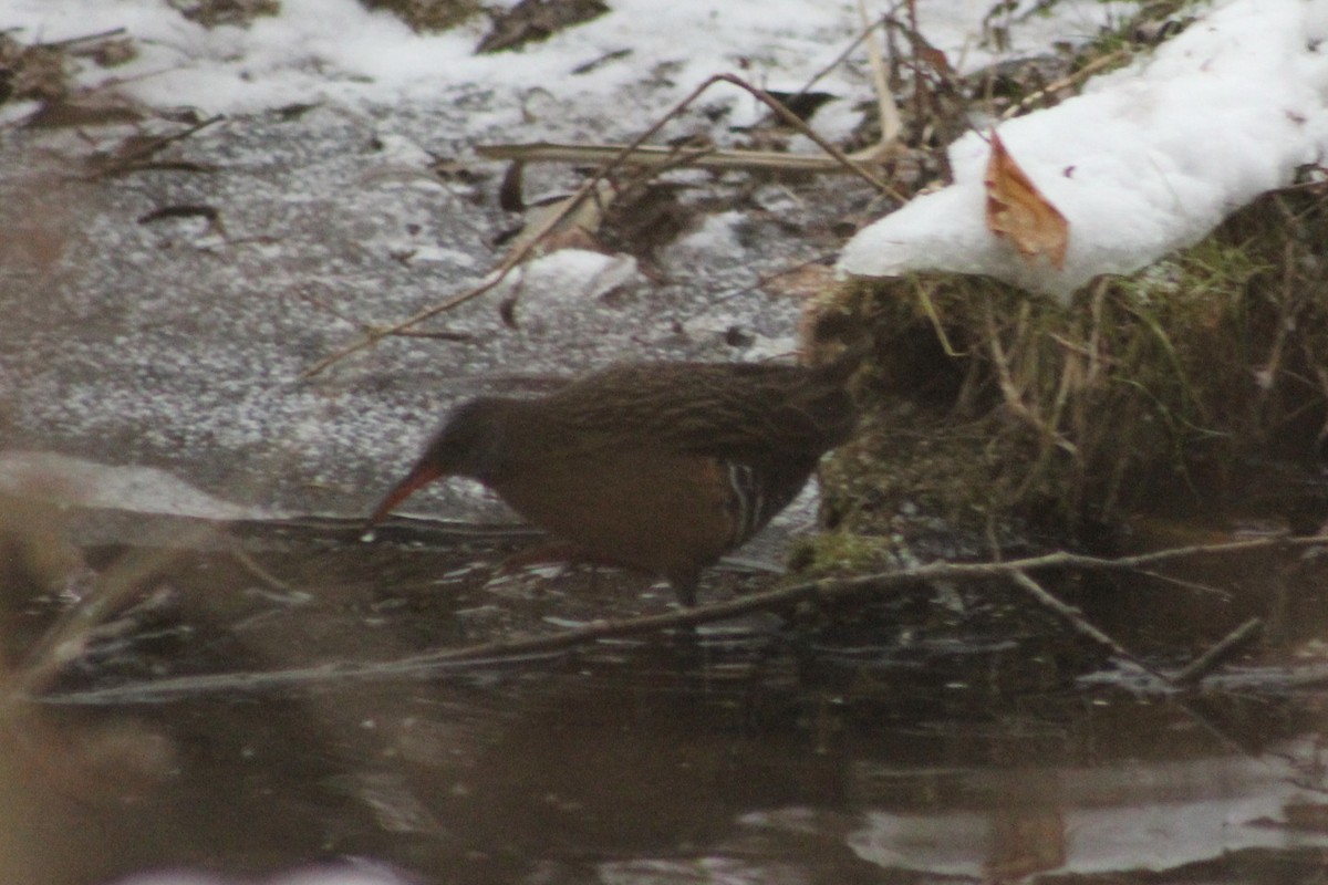 Virginia Rail - ML646921742