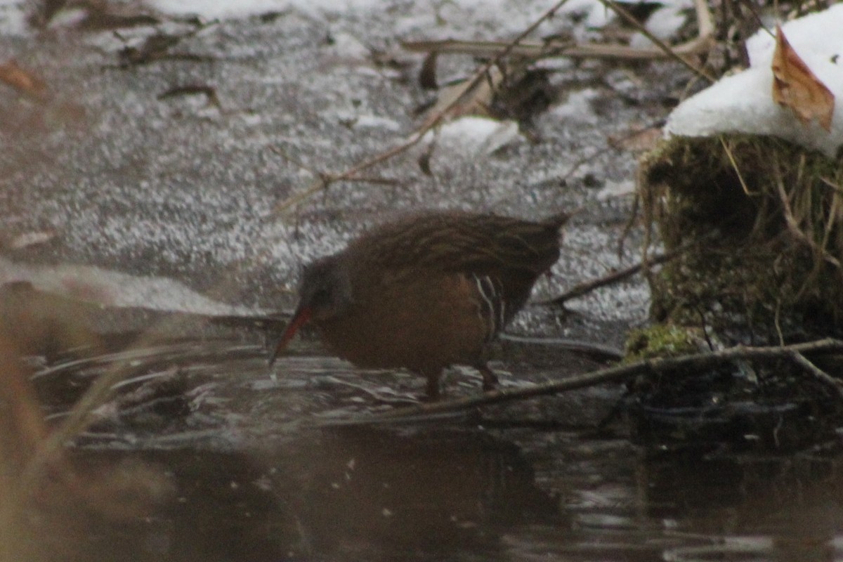 Virginia Rail - ML646921743