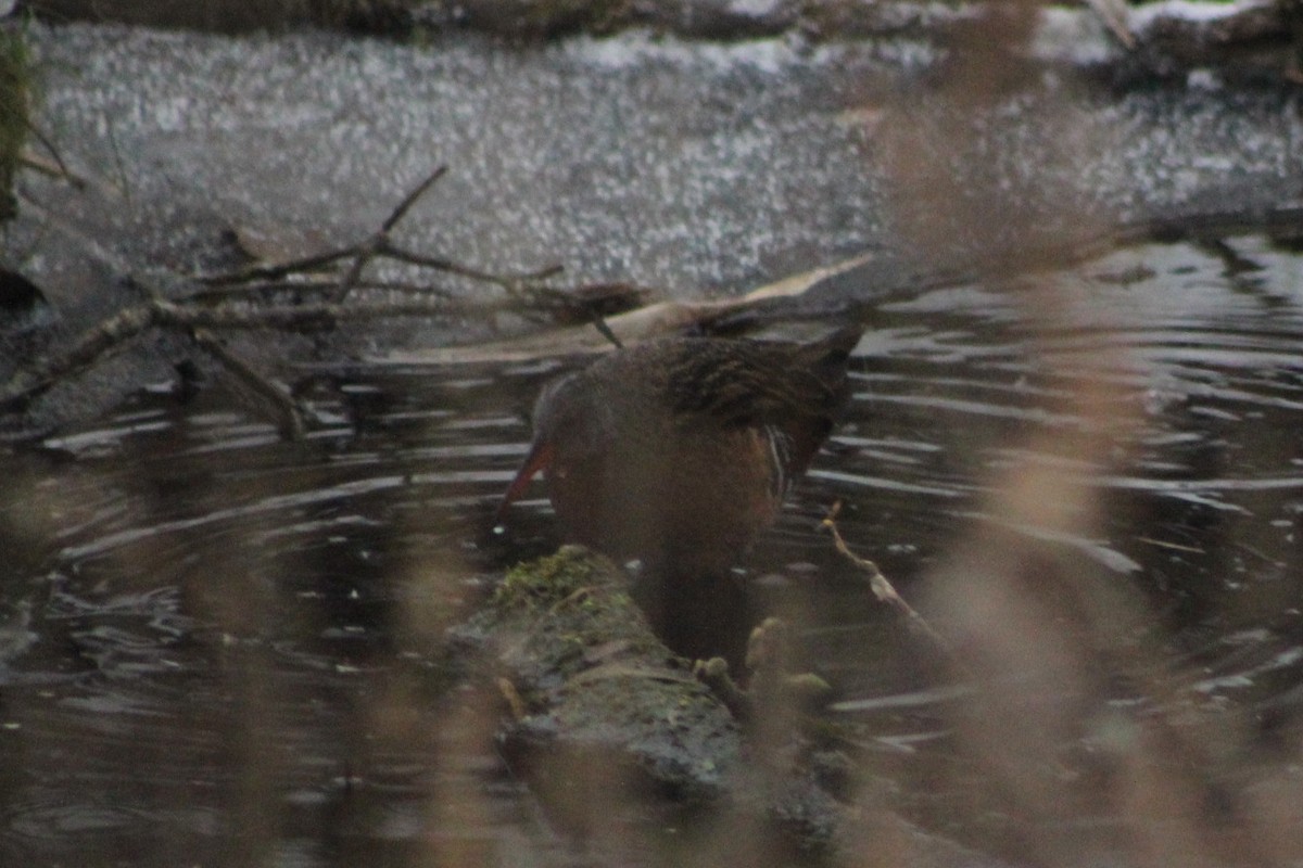 Virginia Rail - ML646921744