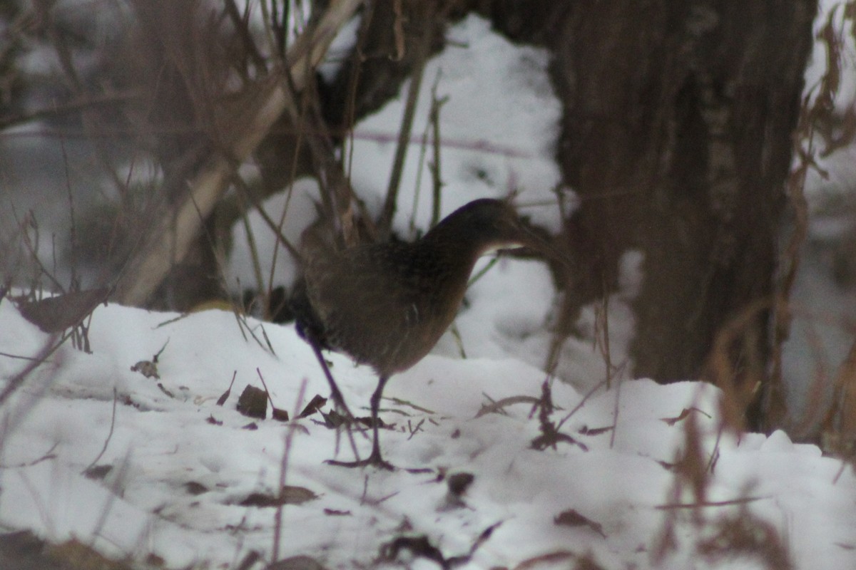 Virginia Rail - ML646921745