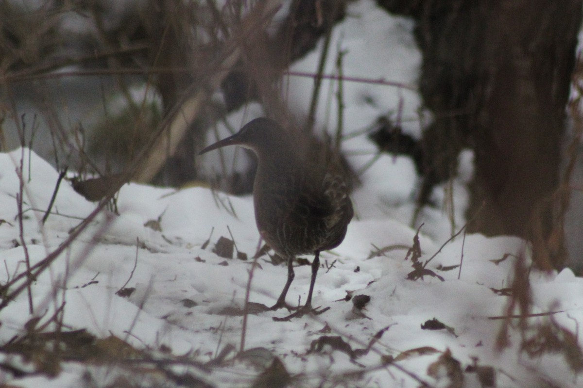 Virginia Rail - ML646921746