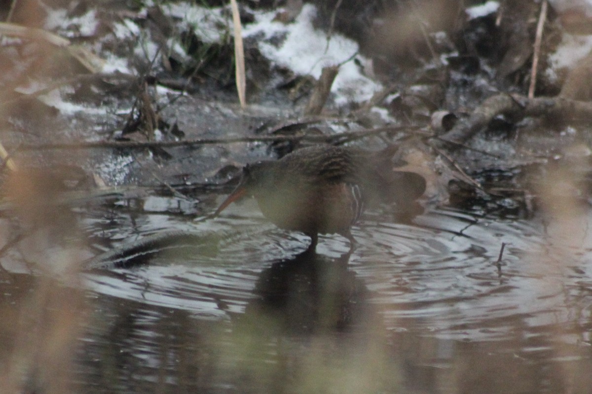 Virginia Rail - ML646921747