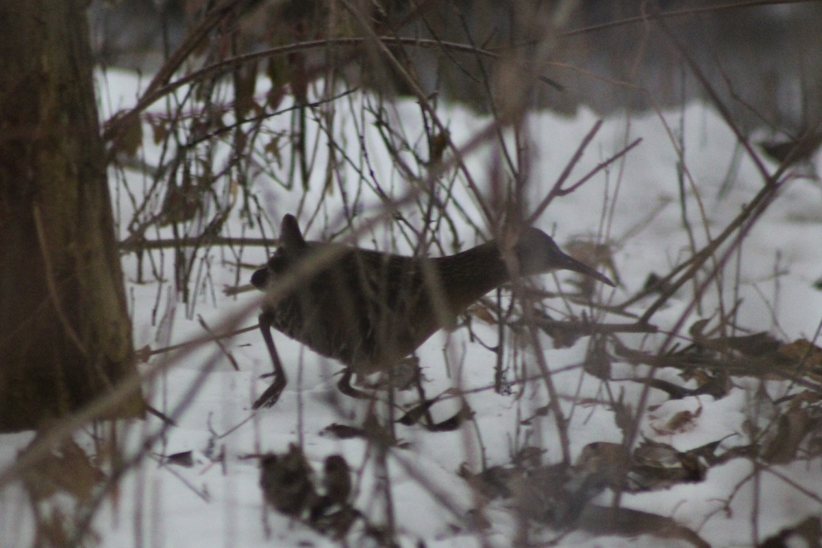 Virginia Rail - ML646921748