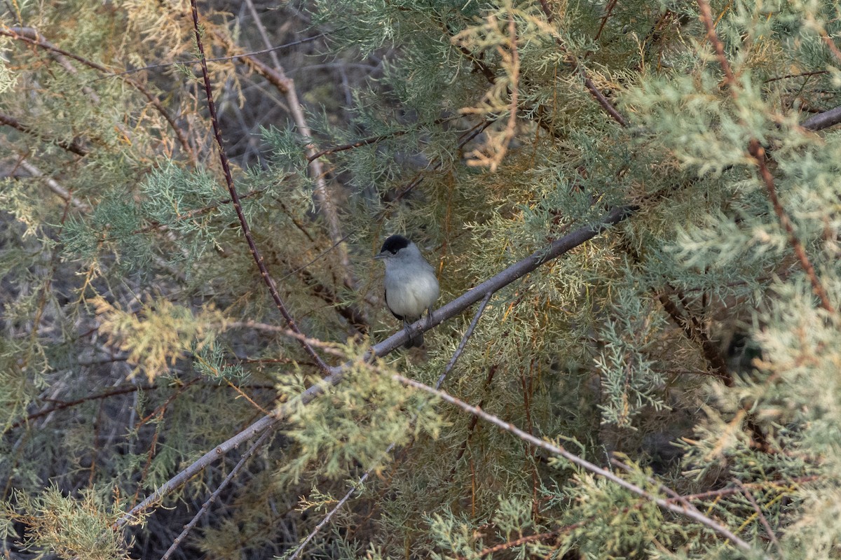 Eurasian Blackcap - ML646921749