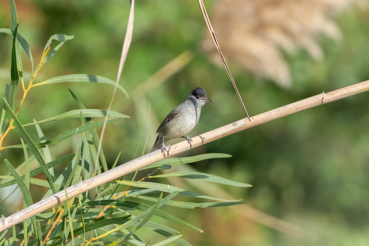 Eurasian Blackcap - ML646921750