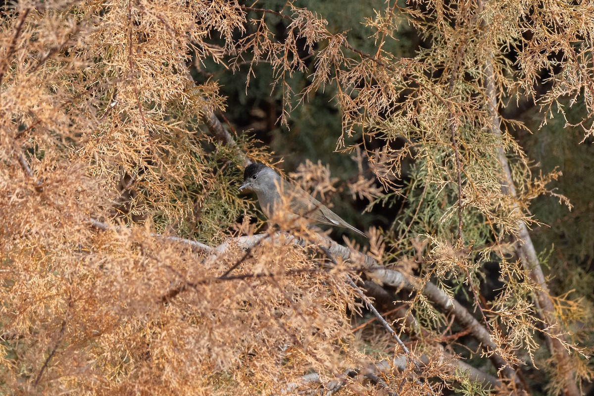 Eurasian Blackcap - ML646921751