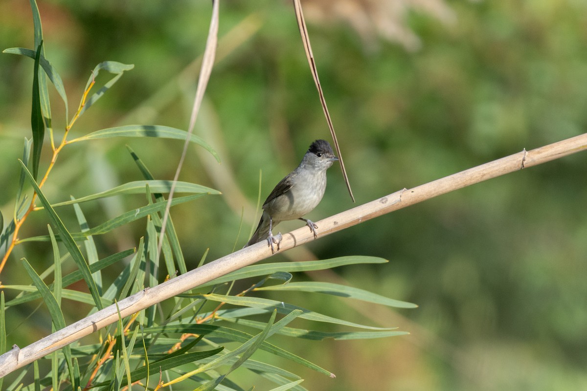Eurasian Blackcap - ML646921752