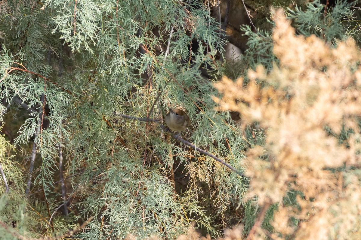 Eurasian Blackcap - ML646921753