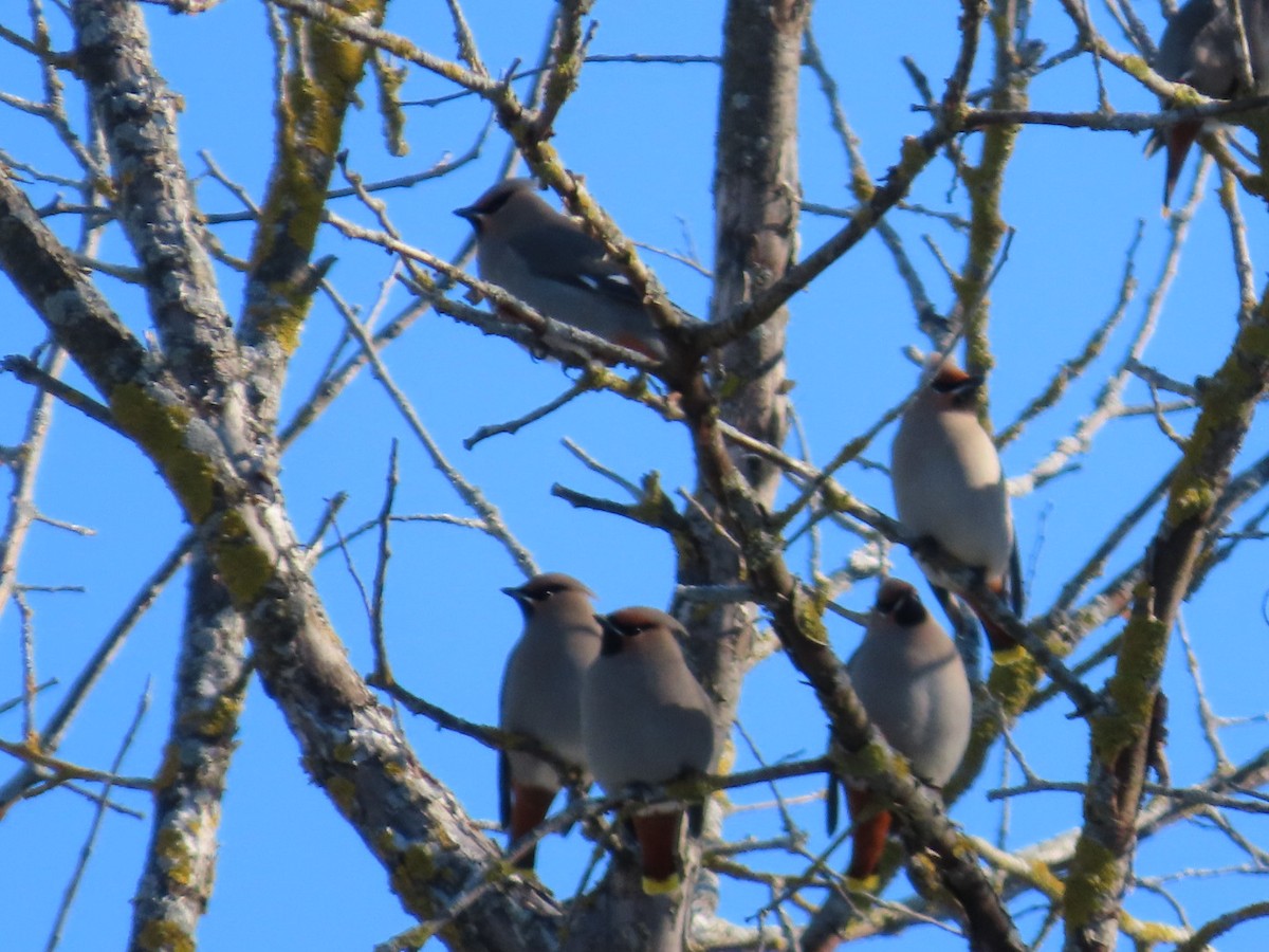 Bohemian Waxwing - ML646921754