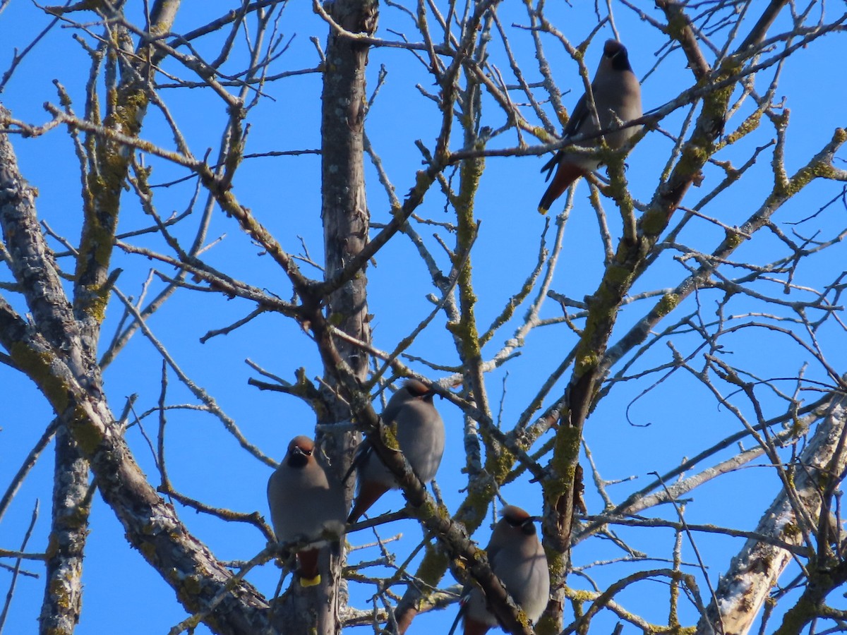 Bohemian Waxwing - ML646921755