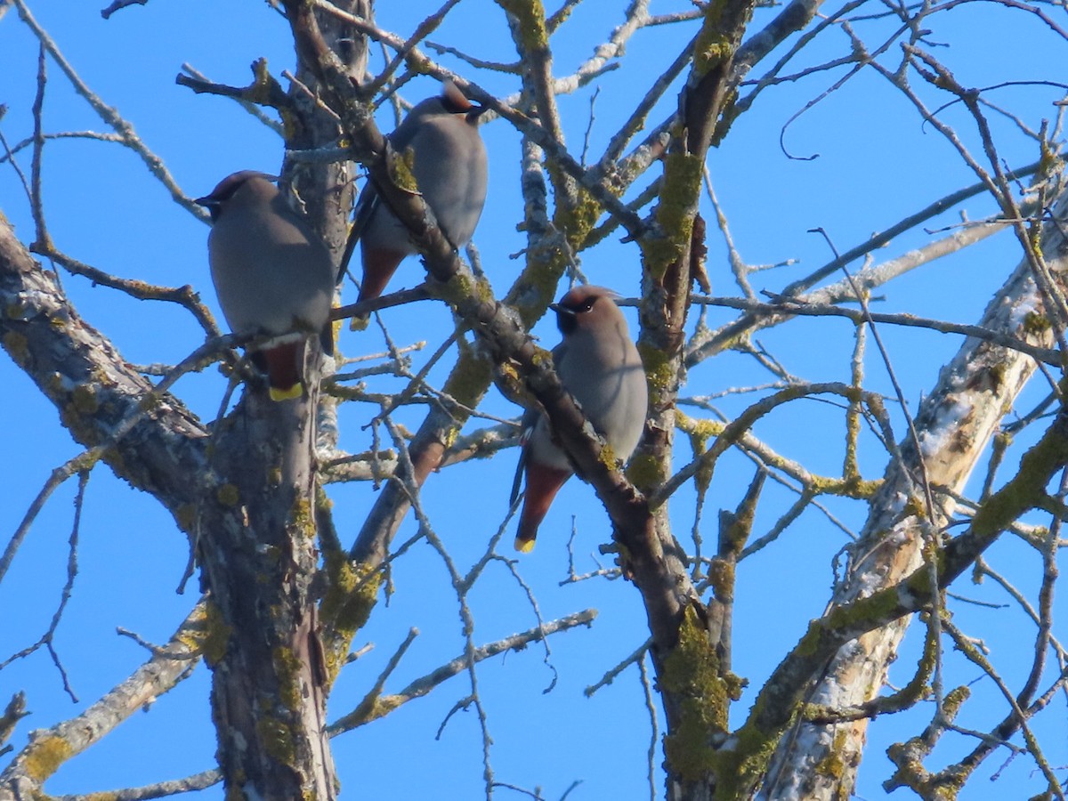 Bohemian Waxwing - ML646921757