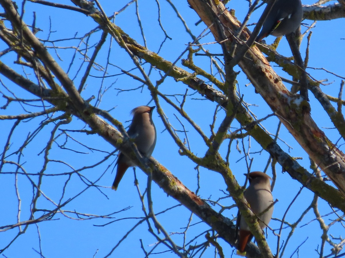 Bohemian Waxwing - ML646921758
