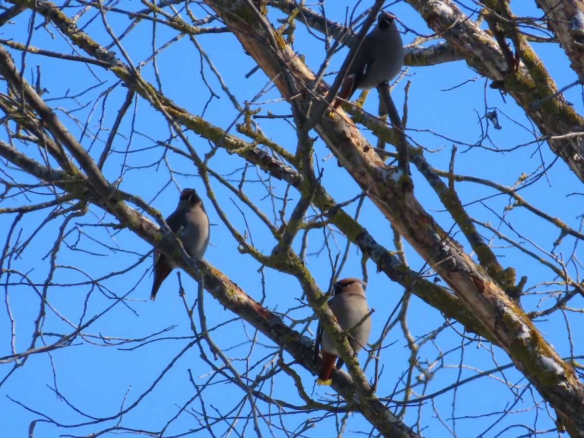 Bohemian Waxwing - ML646921759