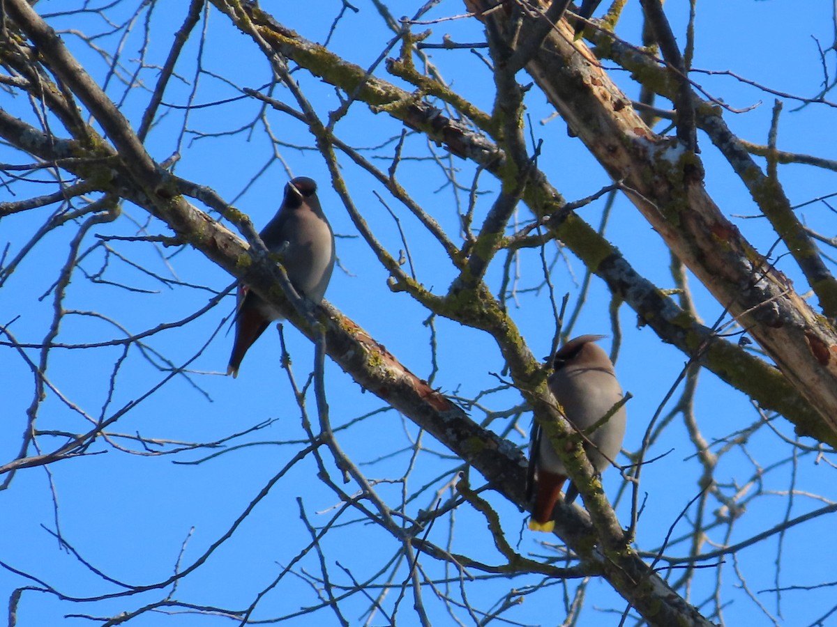 Bohemian Waxwing - ML646921760