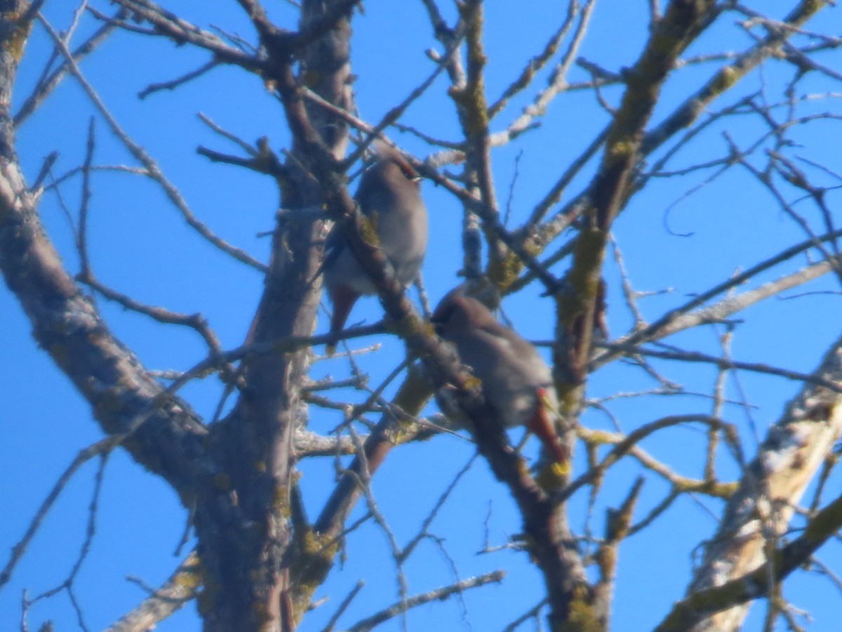 Bohemian Waxwing - ML646921761