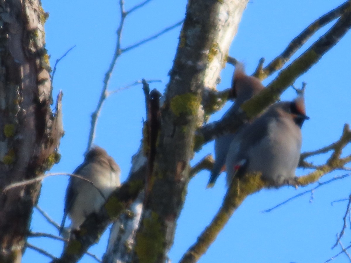 Bohemian Waxwing - ML646921762