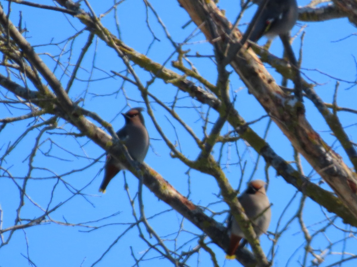 Bohemian Waxwing - ML646921763