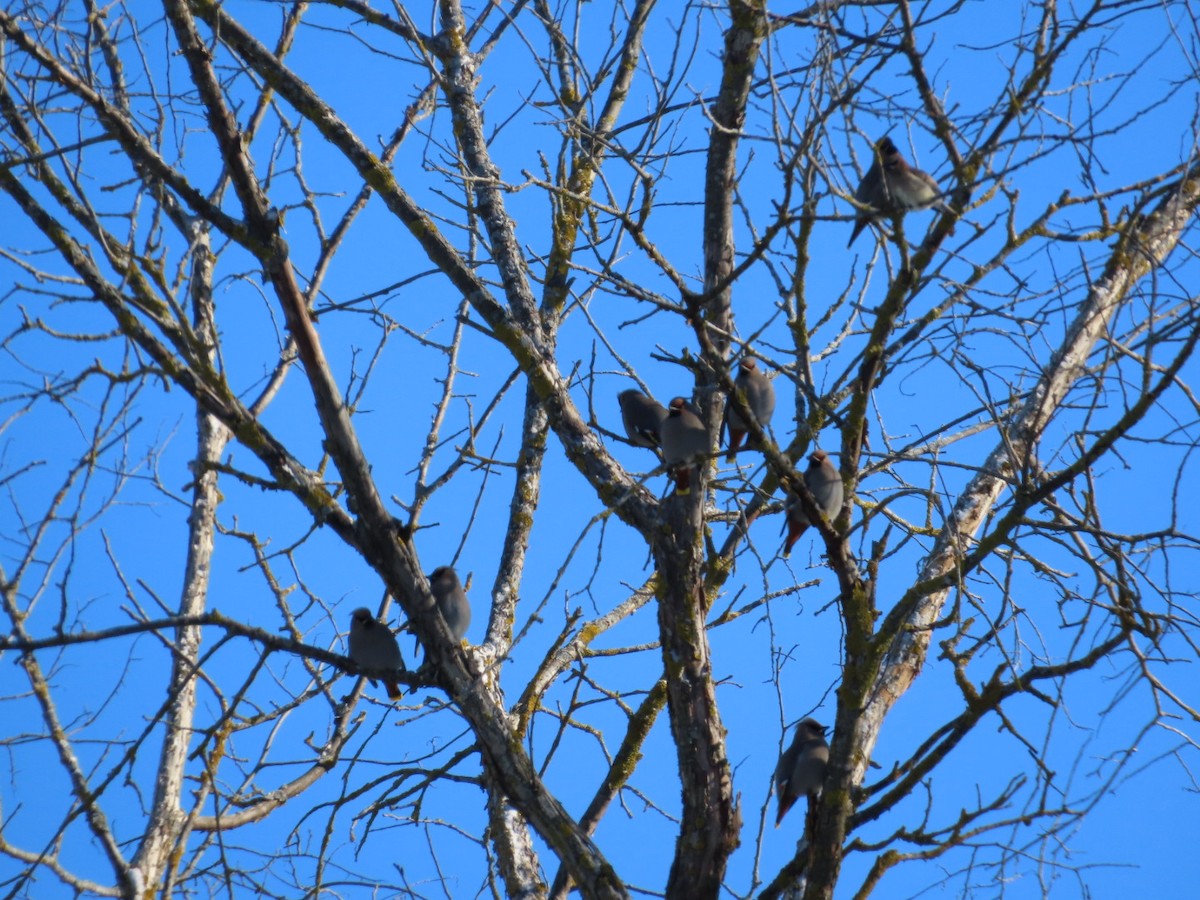 Bohemian Waxwing - ML646921764