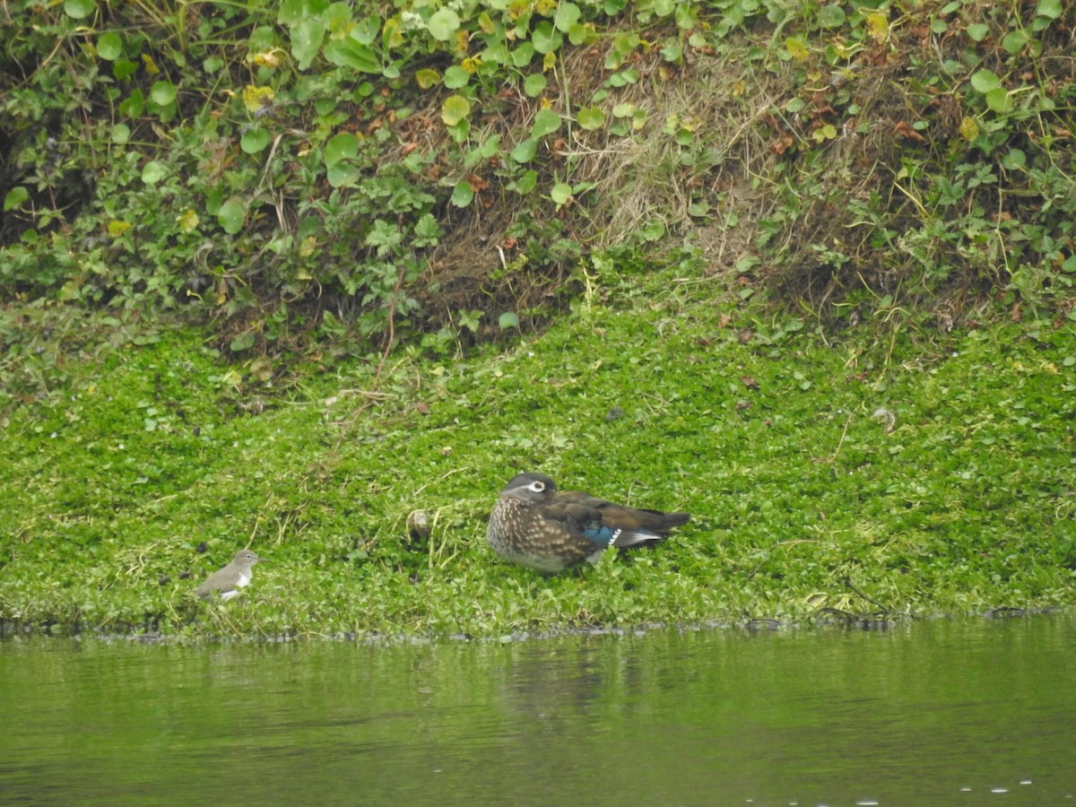 Spotted Sandpiper - ML646921767