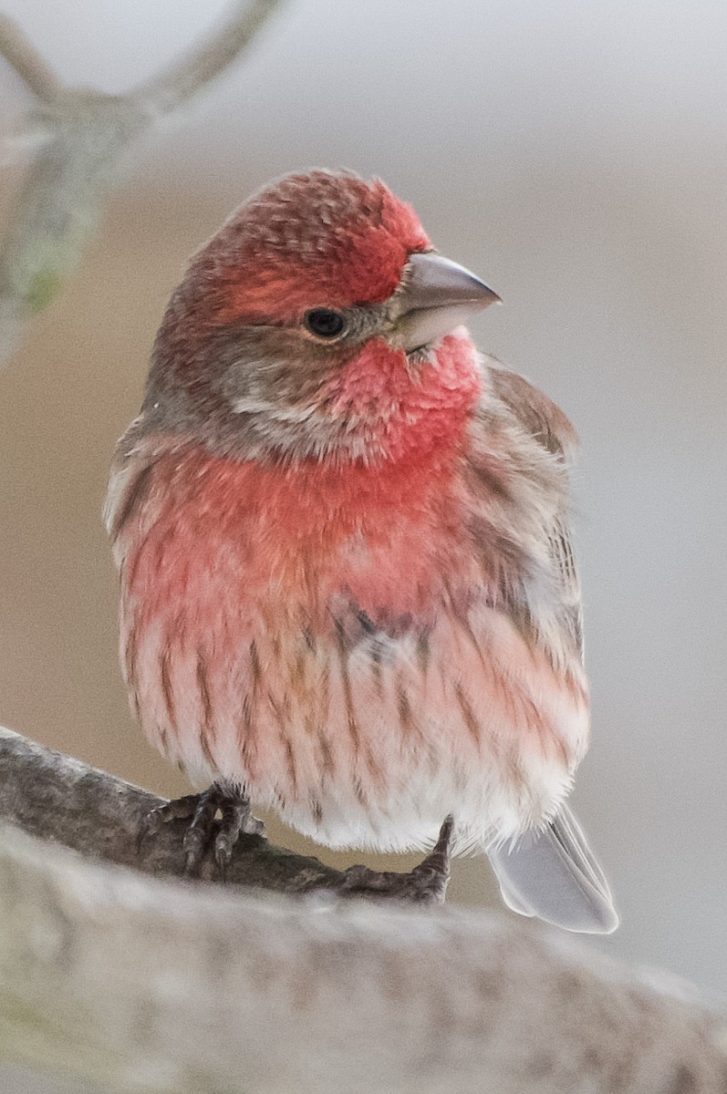 hýl rudoprsý - ML646921768