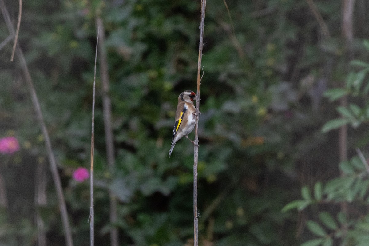 stehlík obecný - ML646921778