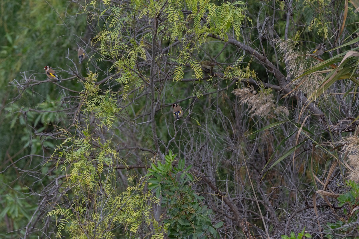 stehlík obecný - ML646921780