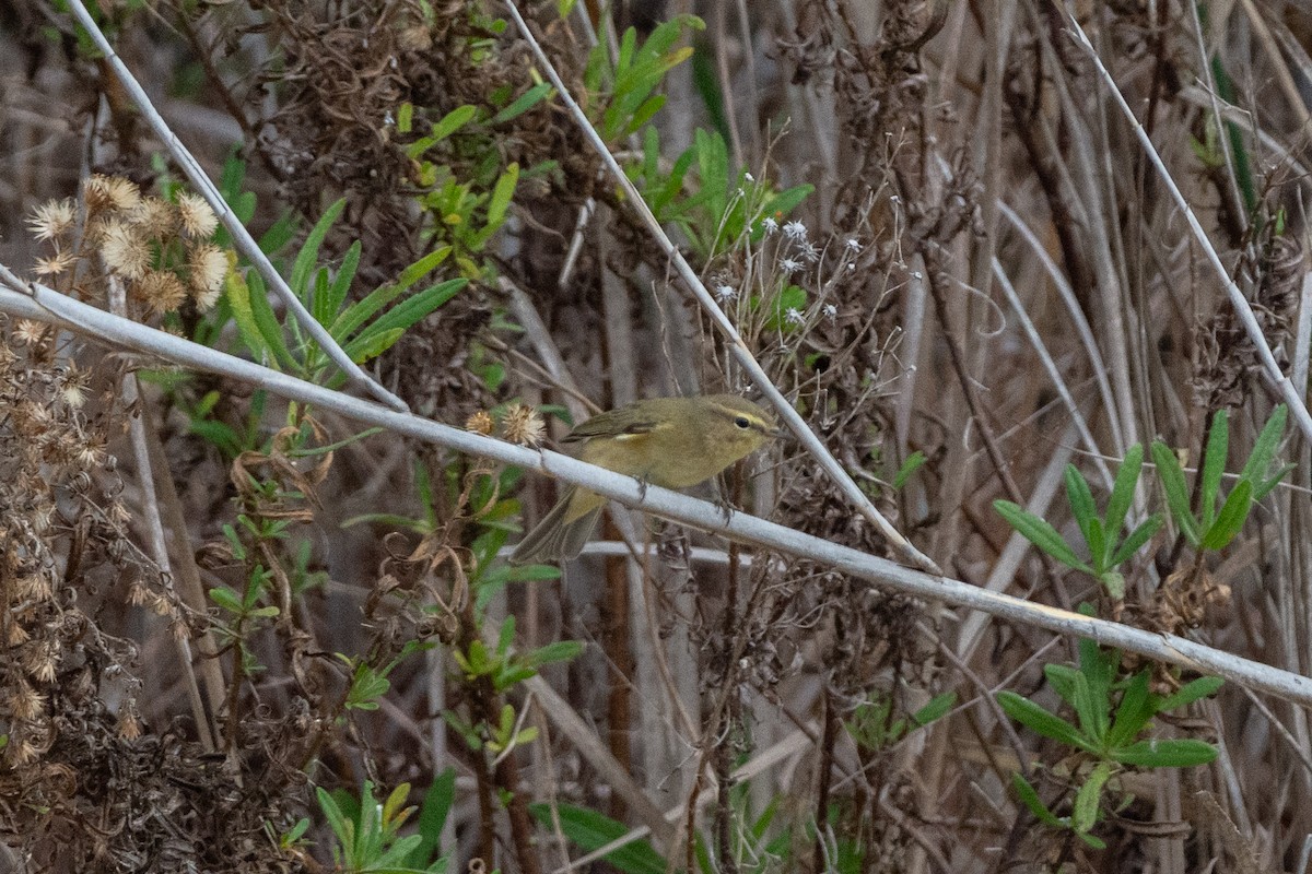 budníček menší - ML646921793