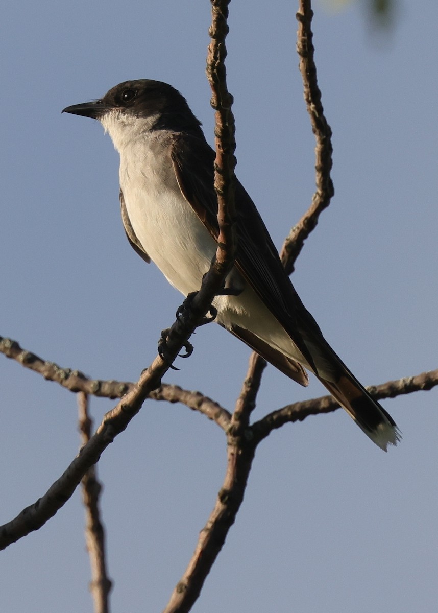 Tyran tritri - ML646921801