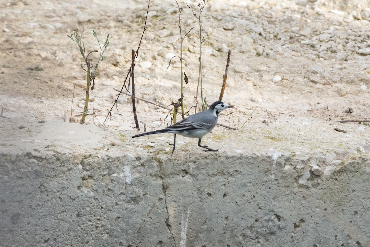 konipas bílý - ML646921803