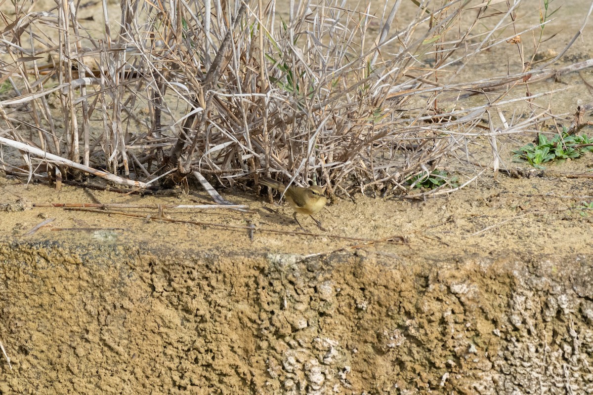 budníček menší - ML646921806