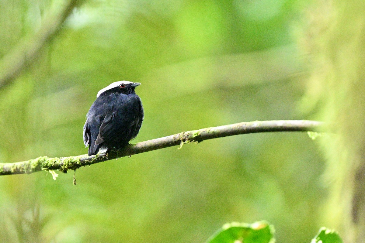 White-crowned Manakin - ML646921807