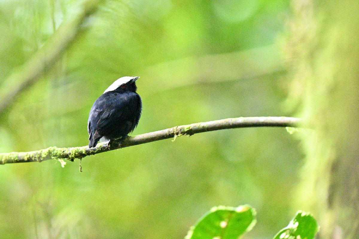 White-crowned Manakin - ML646921808