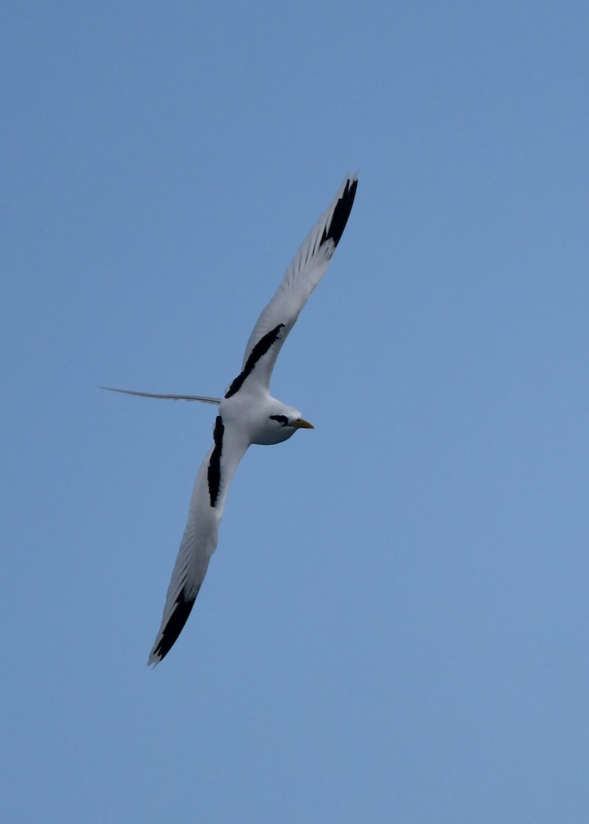 Faeton buztanzuria - ML646921809