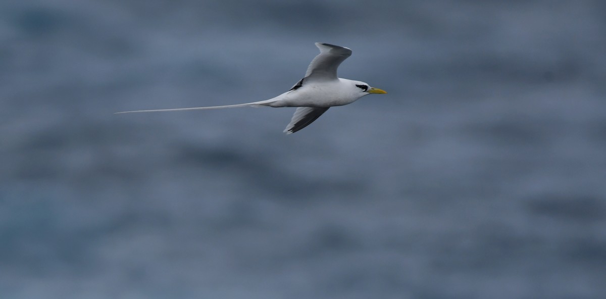 Faeton buztanzuria - ML646921812