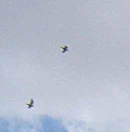 Eguneko harraparia sp. - ML646921814