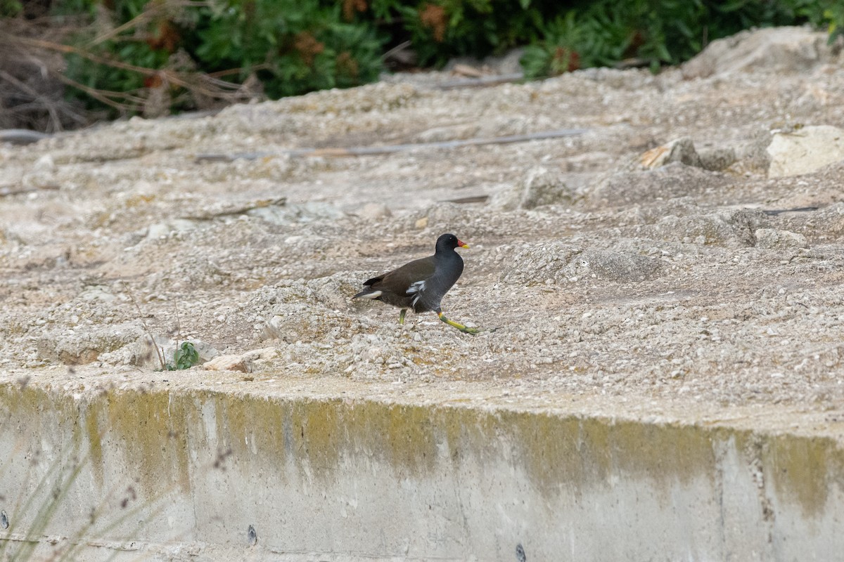 slípka zelenonohá - ML646921817