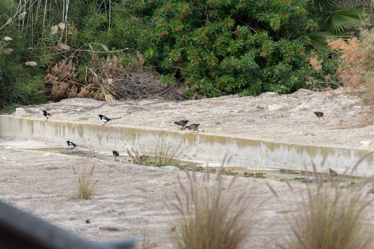 slípka zelenonohá - ML646921818